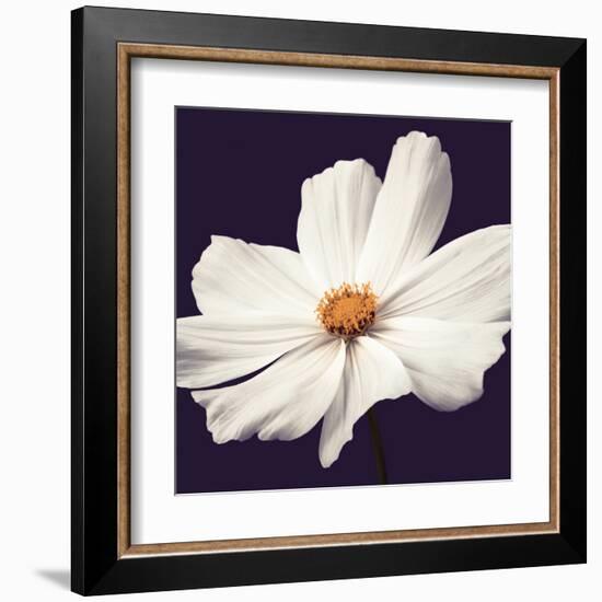 Cosmos II-Assaf Frank-Framed Art Print