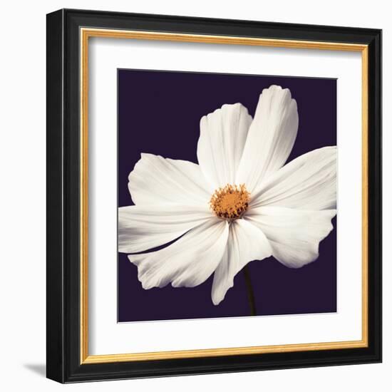 Cosmos II-Assaf Frank-Framed Art Print