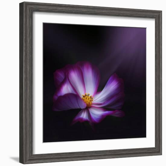 Cosmos Parade-Philippe Sainte-Laudy-Framed Photographic Print