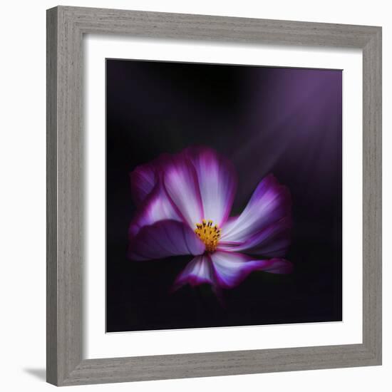 Cosmos Parade-Philippe Sainte-Laudy-Framed Photographic Print