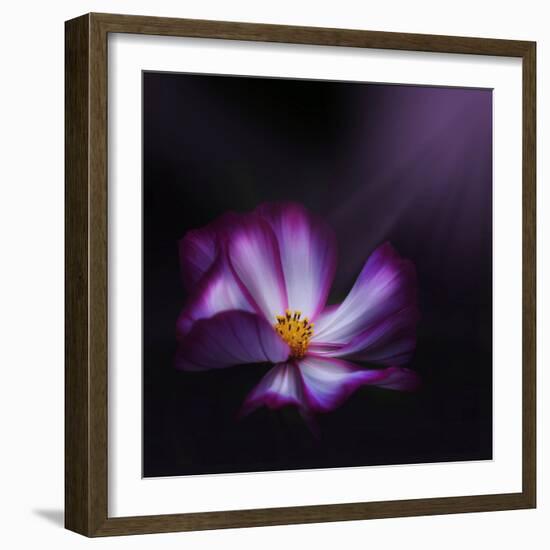 Cosmos Parade-Philippe Sainte-Laudy-Framed Photographic Print