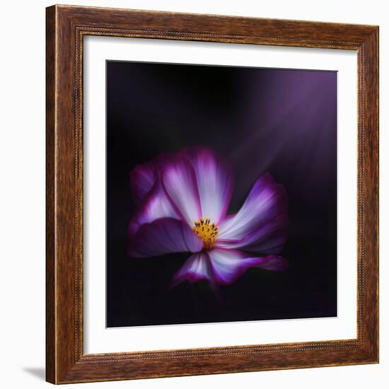 Cosmos Parade-Philippe Sainte-Laudy-Framed Photographic Print