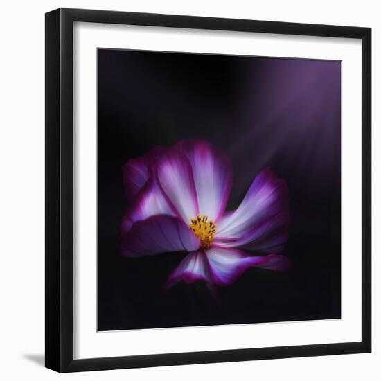 Cosmos Parade-Philippe Sainte-Laudy-Framed Photographic Print