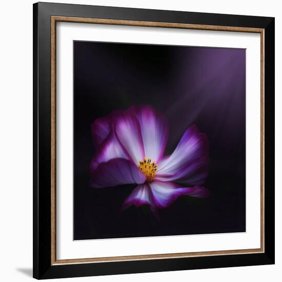 Cosmos Parade-Philippe Sainte-Laudy-Framed Photographic Print