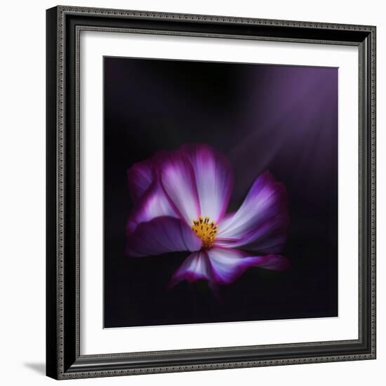 Cosmos Parade-Philippe Sainte-Laudy-Framed Photographic Print