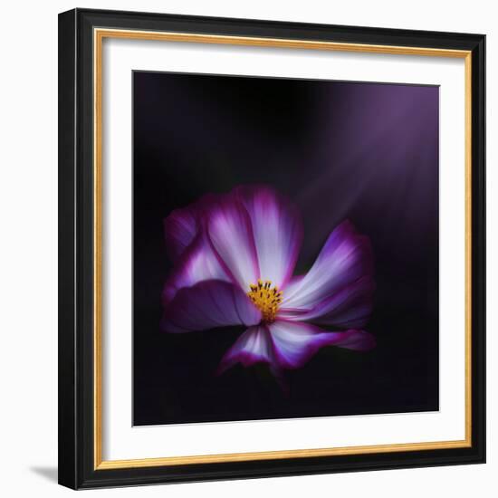 Cosmos Parade-Philippe Sainte-Laudy-Framed Photographic Print