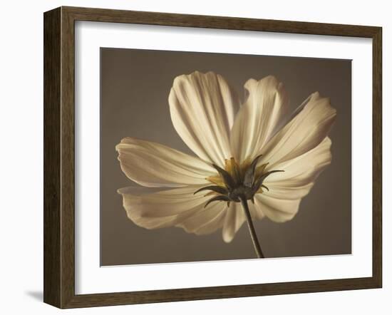 Cosmos Reflect-Assaf Frank-Framed Giclee Print