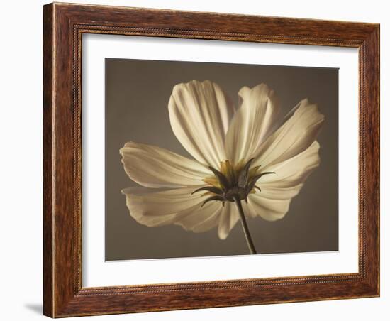 Cosmos Reflect-Assaf Frank-Framed Giclee Print