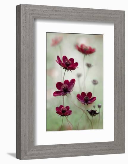 Cosmos Sway-null-Framed Premium Giclee Print