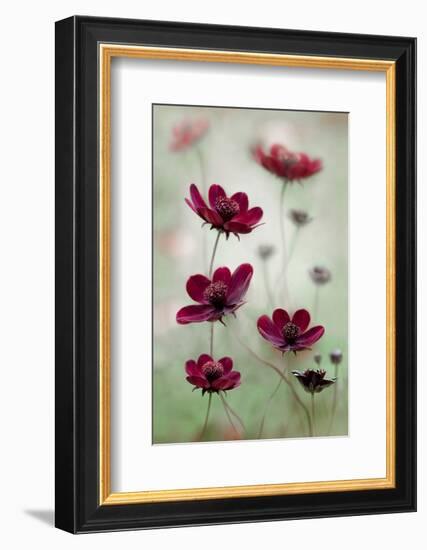 Cosmos Sway-null-Framed Premium Giclee Print