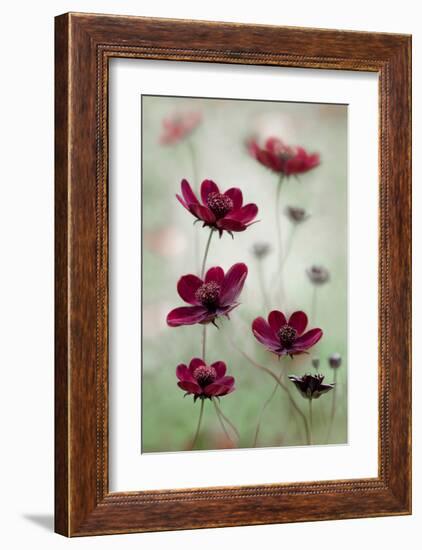 Cosmos Sway-null-Framed Art Print