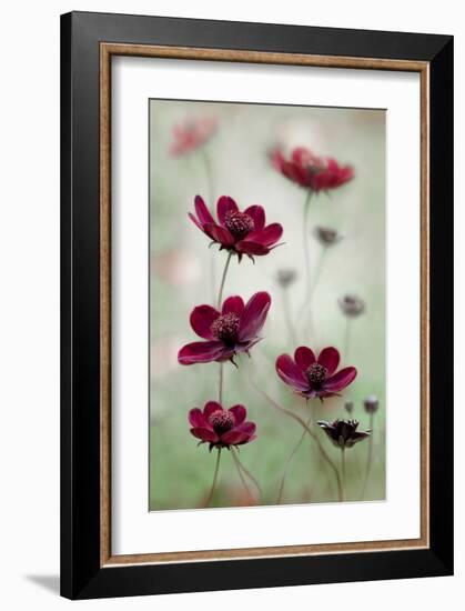 Cosmos Sway-null-Framed Art Print