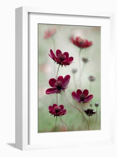 Cosmos Sway-null-Framed Art Print