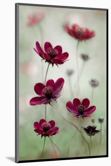Cosmos Sway-null-Mounted Art Print