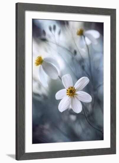 Cosmos-Mandy Disher-Framed Giclee Print