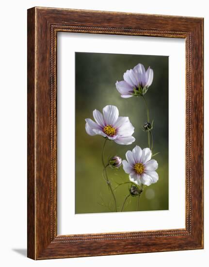 Cosmos-Mandy Disher-Framed Photographic Print