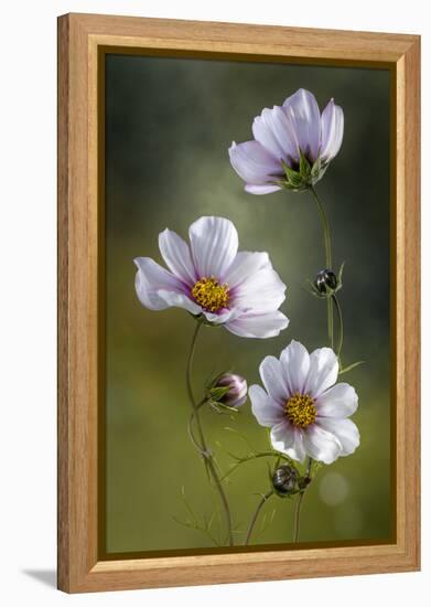 Cosmos-Mandy Disher-Framed Premier Image Canvas