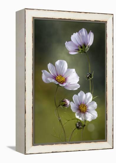 Cosmos-Mandy Disher-Framed Premier Image Canvas