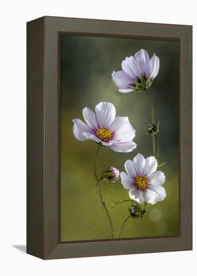 Cosmos-Mandy Disher-Framed Premier Image Canvas