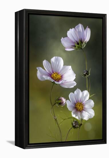 Cosmos-Mandy Disher-Framed Premier Image Canvas