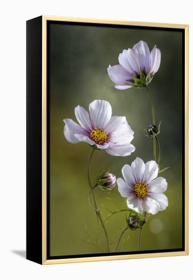 Cosmos-Mandy Disher-Framed Premier Image Canvas