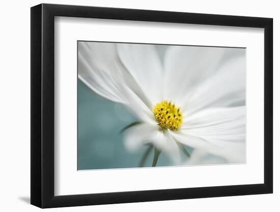 Cosmos-Heidi Westum-Framed Photographic Print