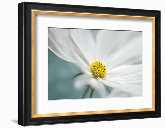 Cosmos-Heidi Westum-Framed Photographic Print