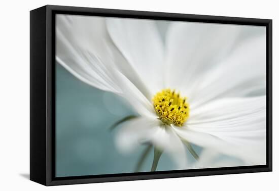 Cosmos-Heidi Westum-Framed Premier Image Canvas