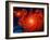 Cosmos-Tina Lavoie-Framed Giclee Print