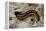 Cossus Cossus (Goat Moth, Carpenter Moth) - Caterpillar-Paul Starosta-Framed Premier Image Canvas