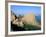 Costa Paradiso, Sassari Province, Island of Sardinia, Italy, Mediterranean-Bruno Morandi-Framed Photographic Print