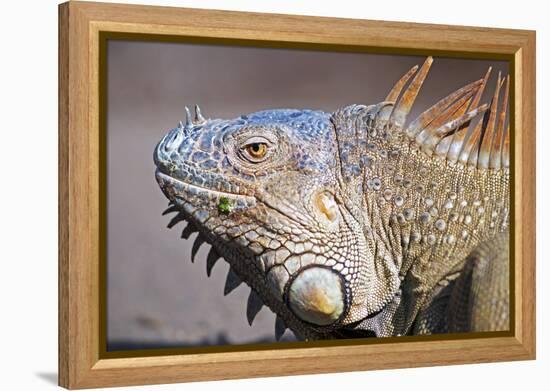 Costa Rica. a Green Iguana.-Nick Laing-Framed Premier Image Canvas
