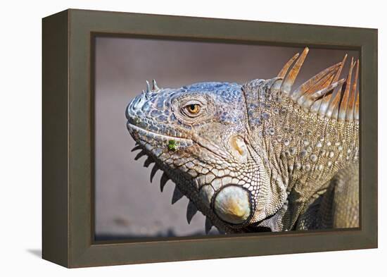 Costa Rica. a Green Iguana.-Nick Laing-Framed Premier Image Canvas