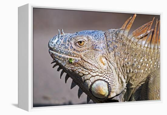 Costa Rica. a Green Iguana.-Nick Laing-Framed Premier Image Canvas