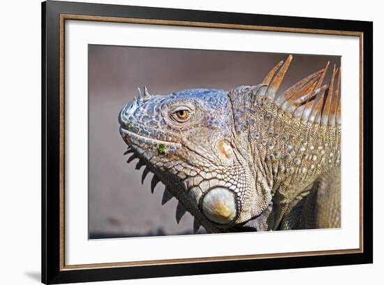 Costa Rica. a Green Iguana.-Nick Laing-Framed Photographic Print