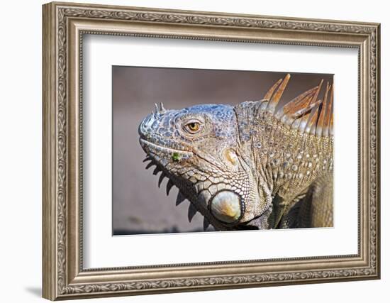 Costa Rica. a Green Iguana.-Nick Laing-Framed Photographic Print