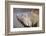 Costa Rica. a Green Iguana.-Nick Laing-Framed Photographic Print