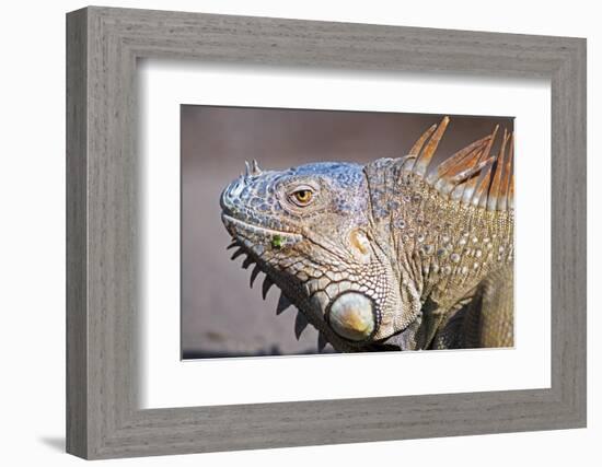 Costa Rica. a Green Iguana.-Nick Laing-Framed Photographic Print