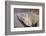 Costa Rica. a Green Iguana.-Nick Laing-Framed Photographic Print