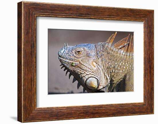 Costa Rica. a Green Iguana.-Nick Laing-Framed Photographic Print