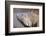 Costa Rica. a Green Iguana.-Nick Laing-Framed Photographic Print