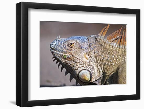 Costa Rica. a Green Iguana.-Nick Laing-Framed Photographic Print