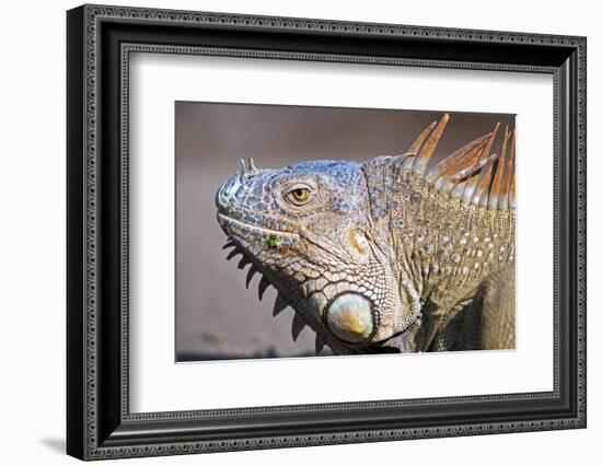 Costa Rica. a Green Iguana.-Nick Laing-Framed Photographic Print