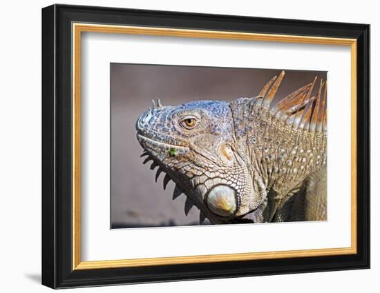 Costa Rica. a Green Iguana.-Nick Laing-Framed Photographic Print