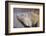 Costa Rica. a Green Iguana.-Nick Laing-Framed Photographic Print