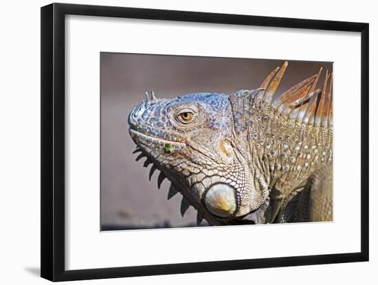 Costa Rica. a Green Iguana.-Nick Laing-Framed Photographic Print