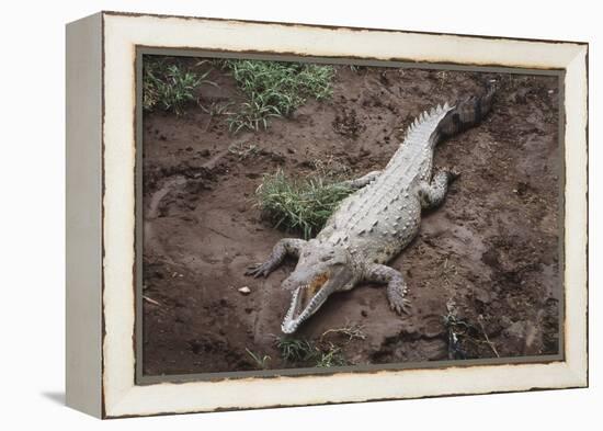 Costa Rica, American Crocodile Resting on Bank of Tarcoles River-Scott T. Smith-Framed Premier Image Canvas