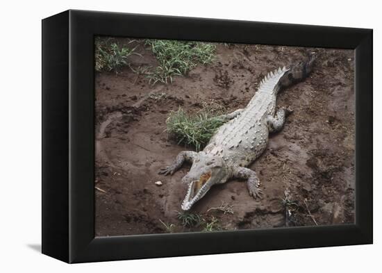 Costa Rica, American Crocodile Resting on Bank of Tarcoles River-Scott T. Smith-Framed Premier Image Canvas