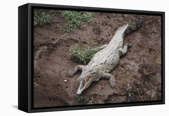 Costa Rica, American Crocodile Resting on Bank of Tarcoles River-Scott T. Smith-Framed Premier Image Canvas