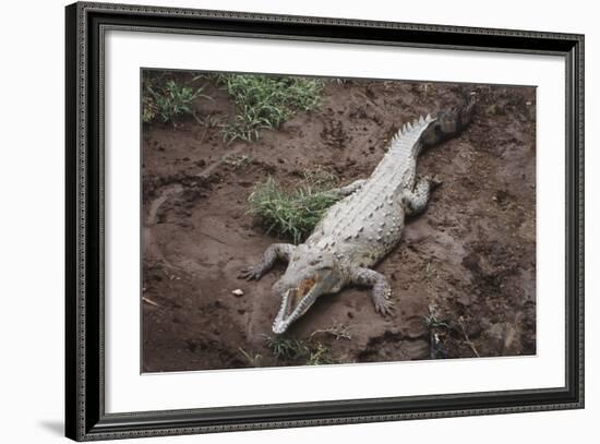 Costa Rica, American Crocodile Resting on Bank of Tarcoles River-Scott T. Smith-Framed Photographic Print